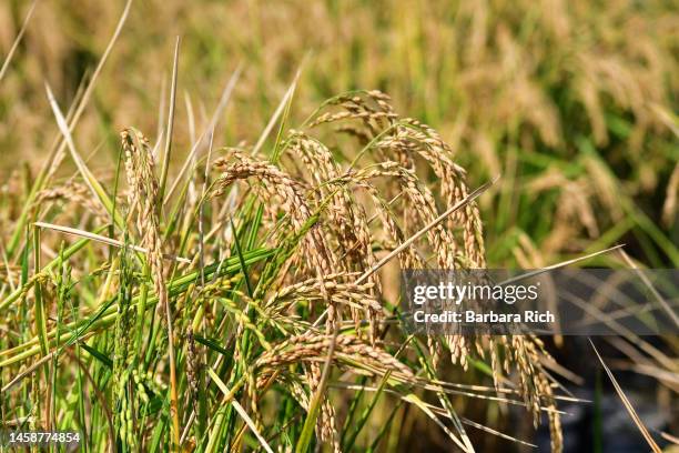 mature rice ready for harvest - feeding america stock pictures, royalty-free photos & images