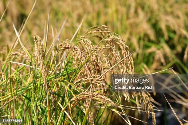 mature rice ready for harvest - feeding america - fotografias e filmes do acervo