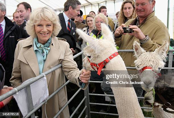 Camilla, Duchess of Cornwall meets a group of alpacas during a visit to the Cornish Young Farmer's Tent at the Royal Cornwall Show on June 7, 2012 in...
