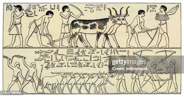 old engraved illustration of depiction from an egyptian tomb mastaba of ty or ti (saqqara) - people working in the field - mammal fossil stock pictures, royalty-free photos & images