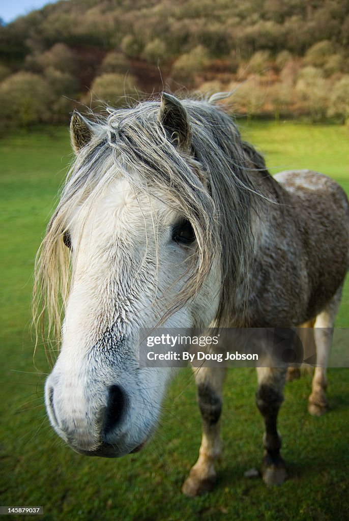 Pit pony