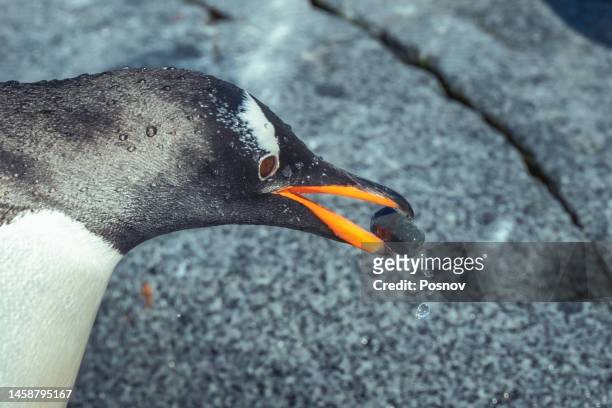 gentoo penguin - eselspinguin stock-fotos und bilder