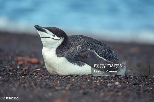 chinsrtap penguin - chinstrap penguin stockfoto's en -beelden