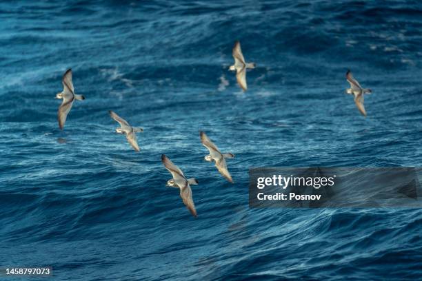 slender-billed prion - straat drake stockfoto's en -beelden