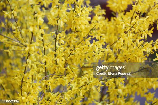 full frame springtime blooming bushes with yellow flowers - forsythia stock-fotos und bilder