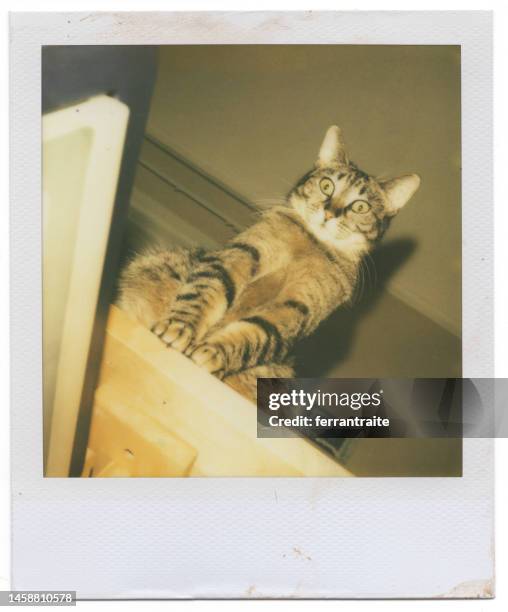 instant print of tabby cat staring - house of kittens stock pictures, royalty-free photos & images