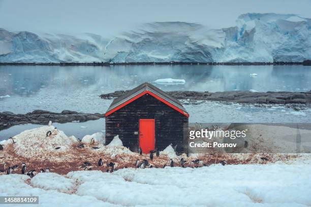 the antarctic base of port lockroy - eselspinguin stock-fotos und bilder