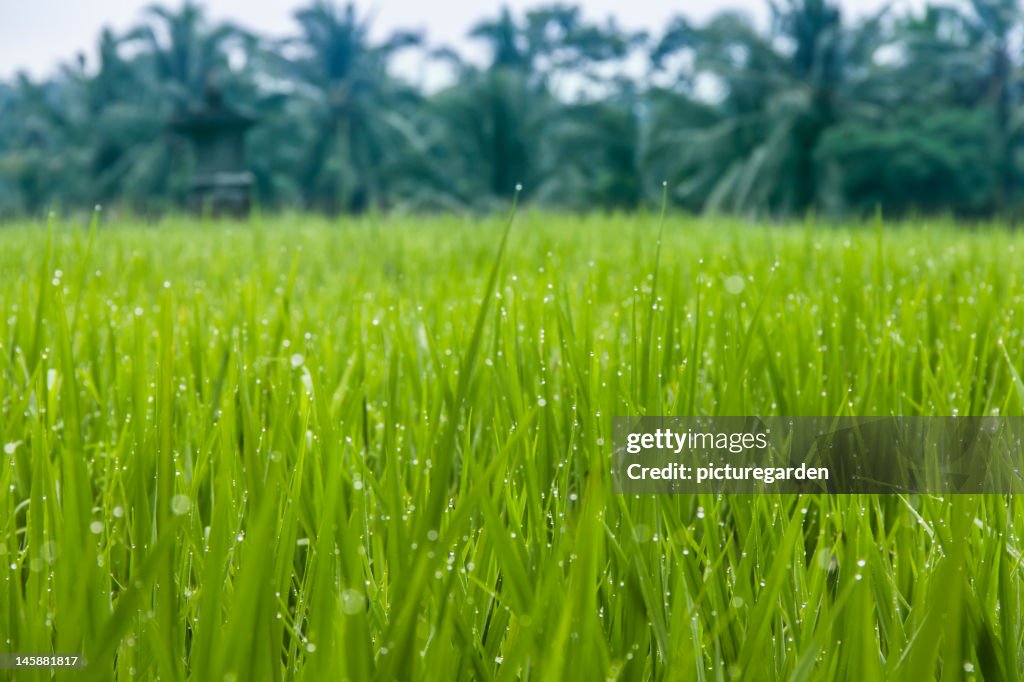 Waterdrops on Organic Rice Paddy