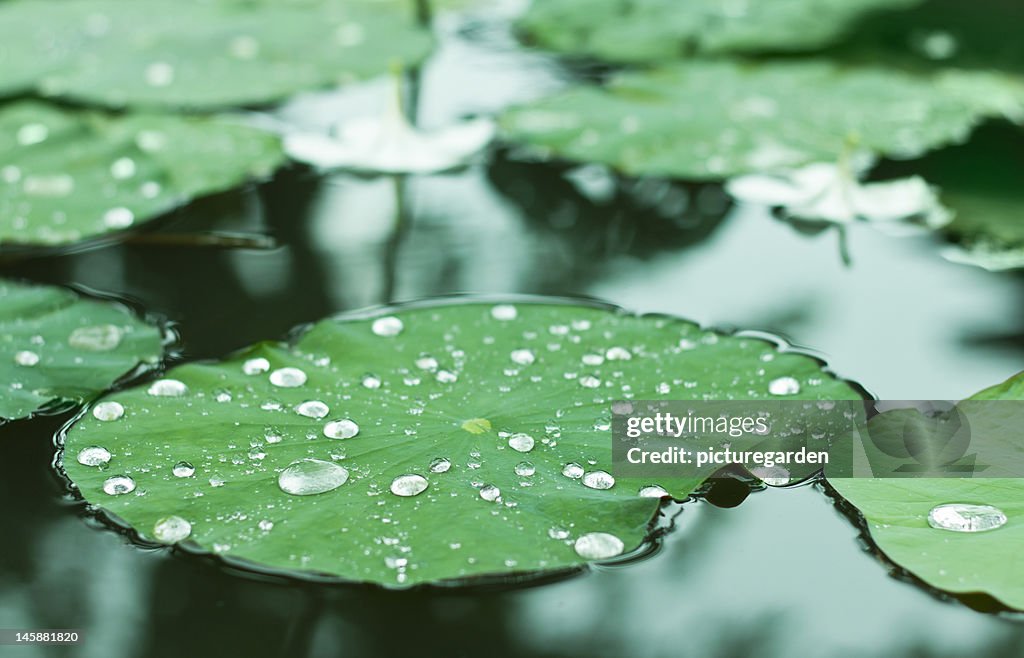 Water Drops on Water Lilly