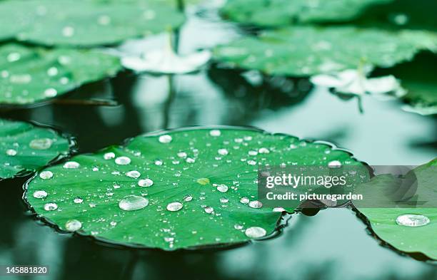 water drops on water lilly - water lily stock pictures, royalty-free photos & images