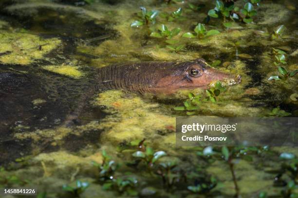 florida softshell turtle - florida softshell turtle stock pictures, royalty-free photos & images