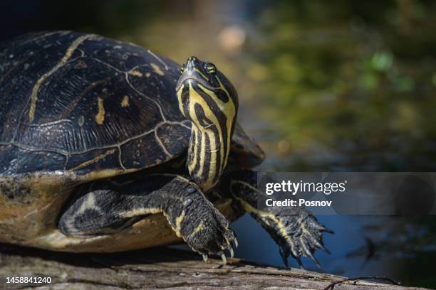 florida red-bellied cooter turtle - florida red bellied cooter stock pictures, royalty-free photos & images