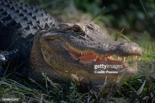 american alligator - american alligator stock pictures, royalty-free photos & images