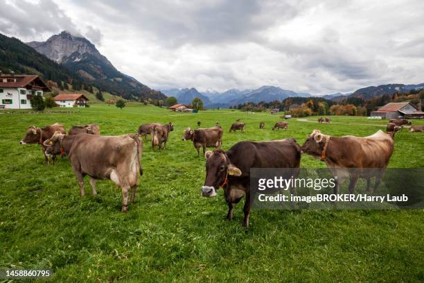 dairy cows on pasture, schoellang, near oberstdorf, rubikopf in the back left, allgaeu alps, upper allgaeu, allgaeu, bavaria, germany - alpen bayern fotografías e imágenes de stock