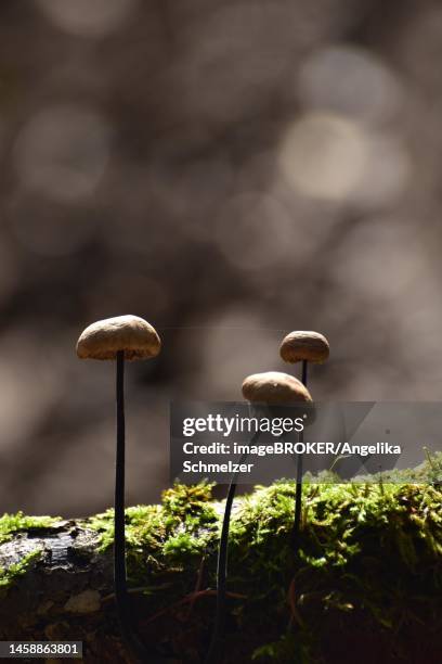 stringy-stemmed garlic swallow (marasmius alliaceus), also long-stemmed garlic swallow (mycenitis alliaceus) in autumn, backlight, growing on deadwood and drying out, hunsrueck, rhineland-palatinate, germany - marasmius stock pictures, royalty-free photos & images