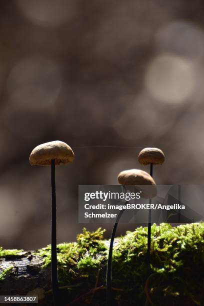stringy-stemmed garlic swallow (marasmius alliaceus), also long-stemmed garlic swallow (mycenitis alliaceus) in autumn, backlight, growing on deadwood and drying out, hunsrueck, rhineland-palatinate, germany - marasmius stock pictures, royalty-free photos & images