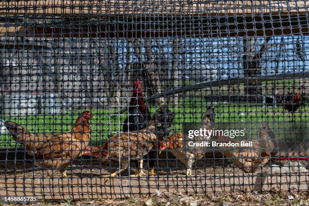 Texas Roster Chicken 2,110 Texas Chicken Stock Photos, High-Res Pictures, and Images - Getty ...