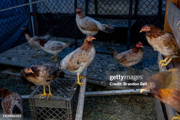 Texas Roster Chicken 2,025 Texas Chicken Stock Photos, High-Res Pictures, and Images - Getty ...