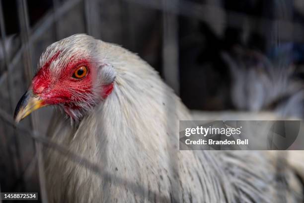 Rooster is held in a cage on a farm on January 23, 2023 in Austin, Texas. The poultry industry as well as private flocks are suffering a health...