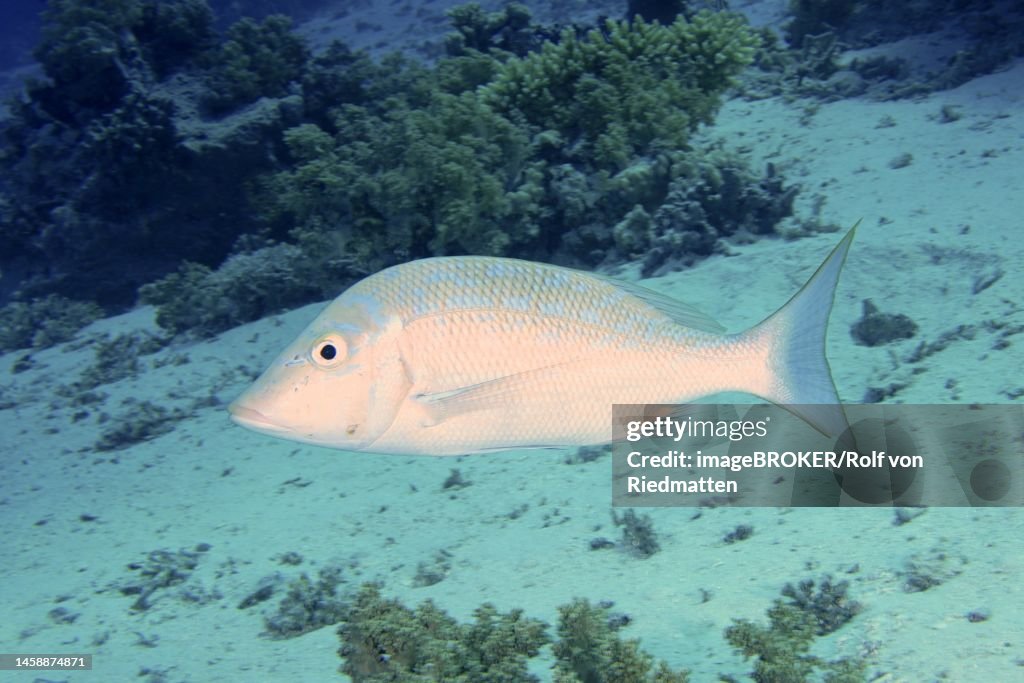 Blue scale road sweeper (Lethrinus nebulosus), bony fish. Dive site Shaab Mahmoud, Sinai, Egypt, Red Sea