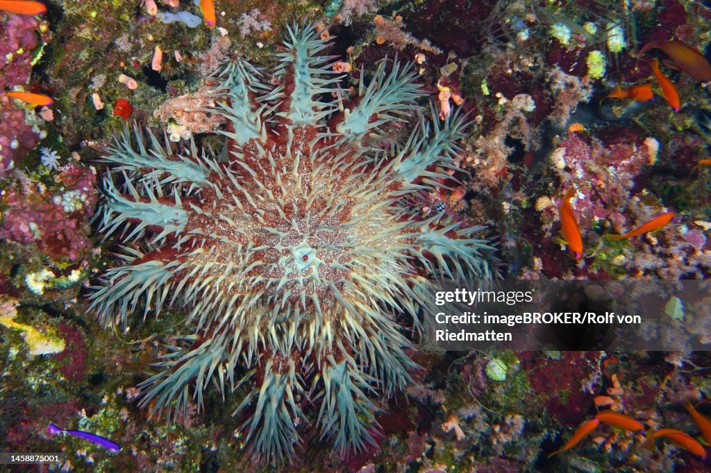 Crown-of-thorns starfish (Acanthaster planci) . Dive site Daedalus Reef, Red Sea, Egypt