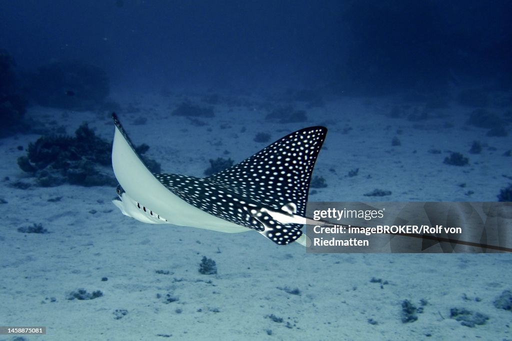 Spotted eagle ray (Aetobatus narinari) . Dive site House Reef, Mangrove Bay, El Quesir, Red Sea, Egypt