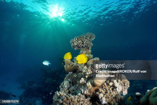 a pair of bluecheek butterflyfish (chaetodon semilarvatus) in the evening sun, with sun rays. dive site house reef, mangrove bay, el quesir, red sea, egypt - butterflyfish stock-grafiken, -clipart, -cartoons und -symbole