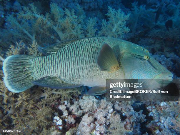 humphead wrasse (cheilinus undulatus) . dive site daedalus reef, red sea, egypt - humphead wrasse stock illustrations