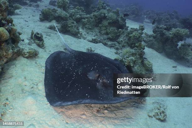 blackspotted stingray (taeniura meyeni) . dive site shaab el erg, hurghada, egypt, red sea - stingray stock illustrations