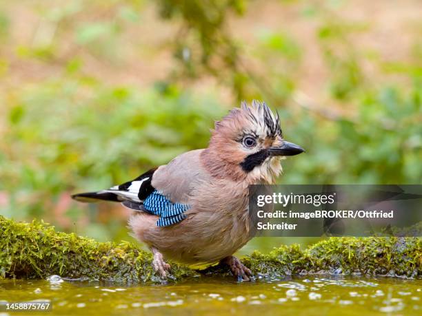 eurasian jay (garrulus glandarius) sitting on a mossy branch in shallow water, solms, hesse, germany - songbird stock-fotos und bilder