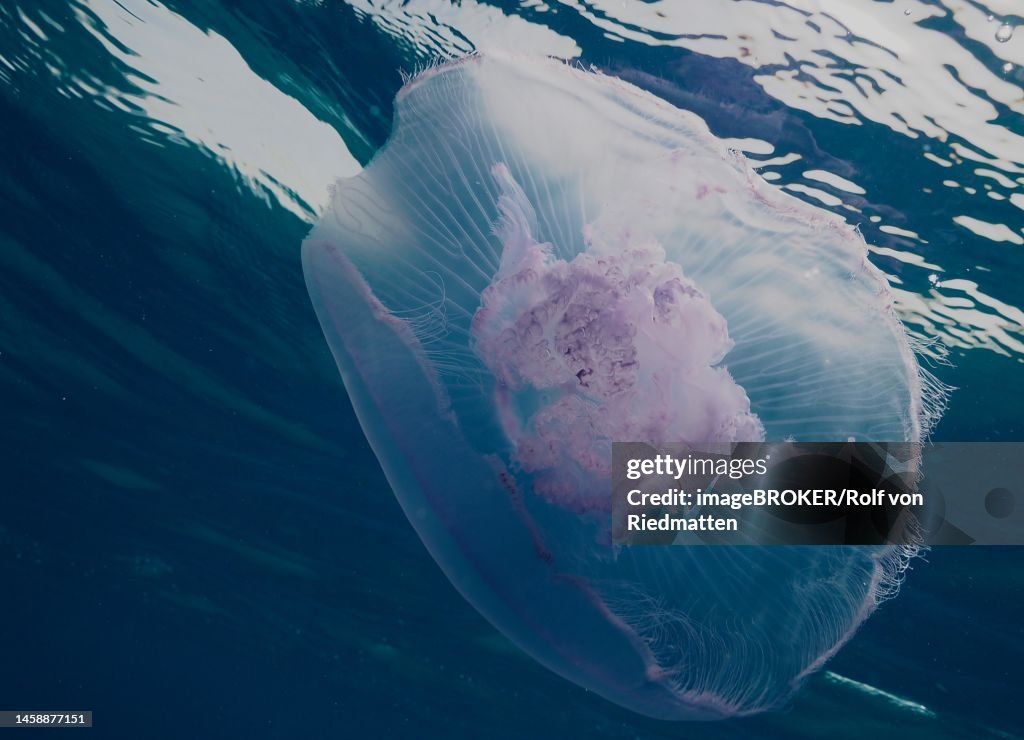 Common jellyfish (Aurelia aurita) just below the water surface. Dive site Fury Shoal, Egypt, Red Sea
