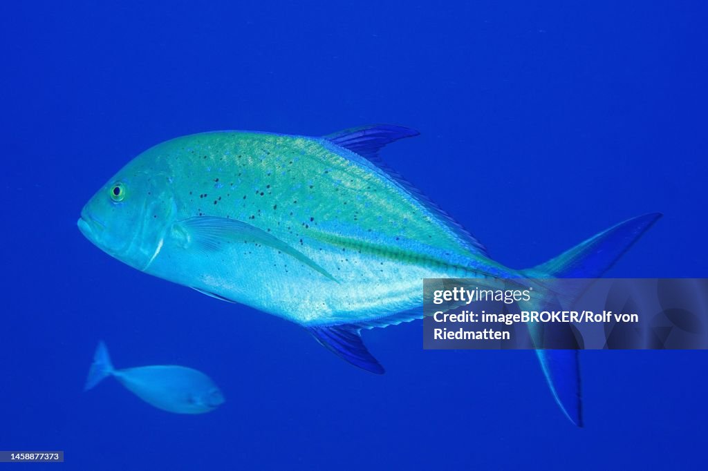 Bluefin trevally (Caranx melampygus) in front of a solid blue background, exempt. Dive site St. Johns, Egypt, Red Sea