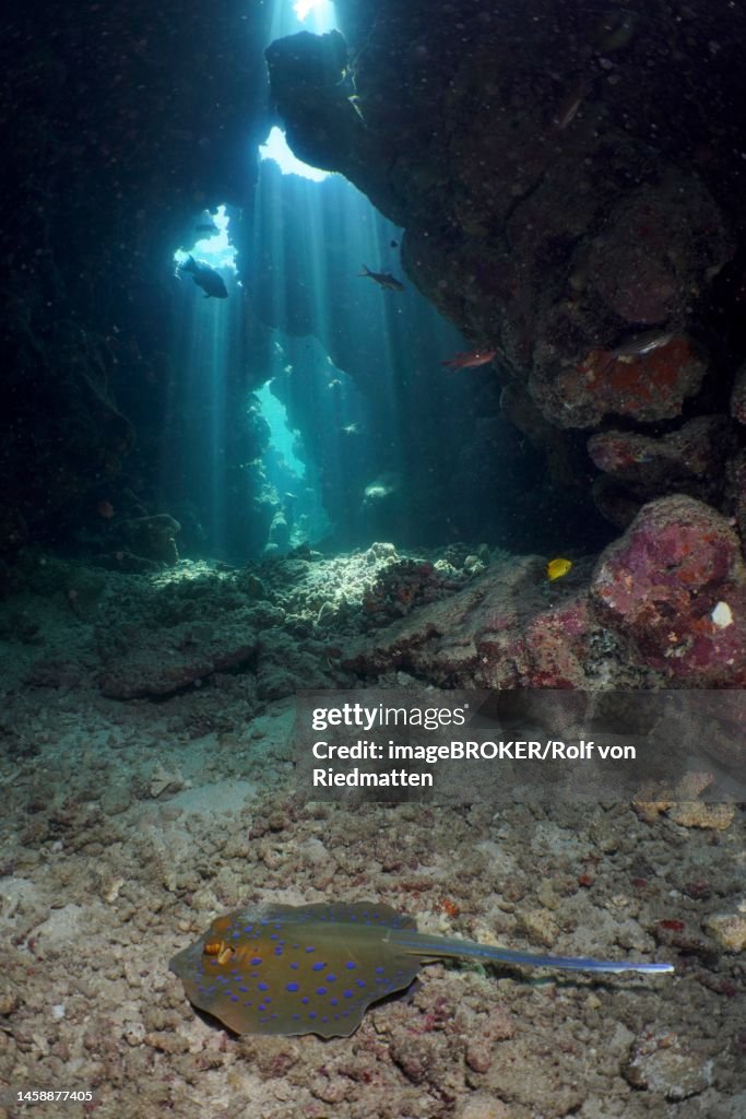 Bluespotted ribbontail ray (Taeniura lymma) in cave, sun rays, light show. Dive site Shaab Sharm, Egypt, Red Sea