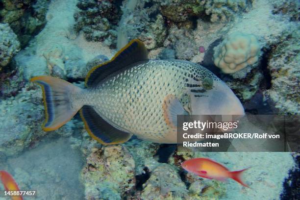 Triggerfish Tree 75 Triggerfish High Res Illustrations - Getty Images