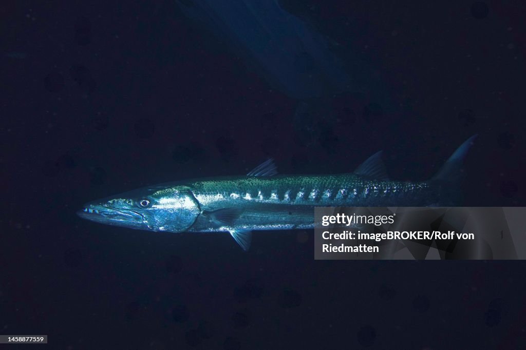 Great barracuda (Sphyraena barracuda) at night. Dive site St. Johns, Egypt, Red Sea
