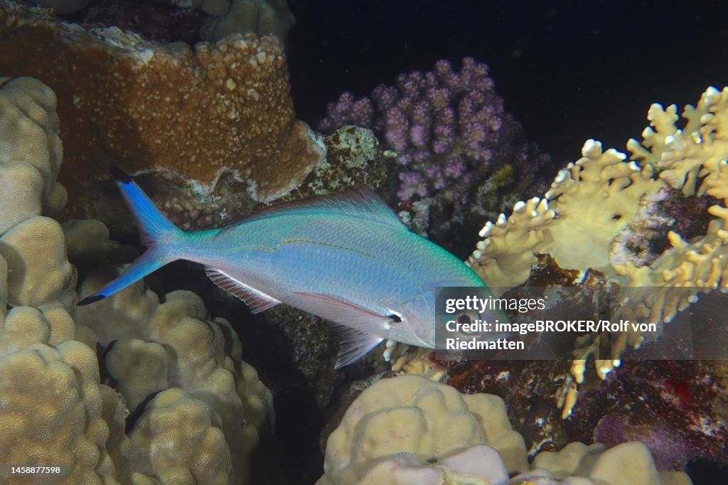 Sky blue lunar fusilier (Caesio lunaris) at night. Fury Shoal dive site, Egypt, Red Sea