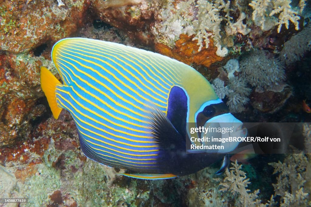 Emperor angelfish (Pomacanthus imperator) . Dive site House Reef, Mangrove Bay, El Quesir, Red Sea, Egypt