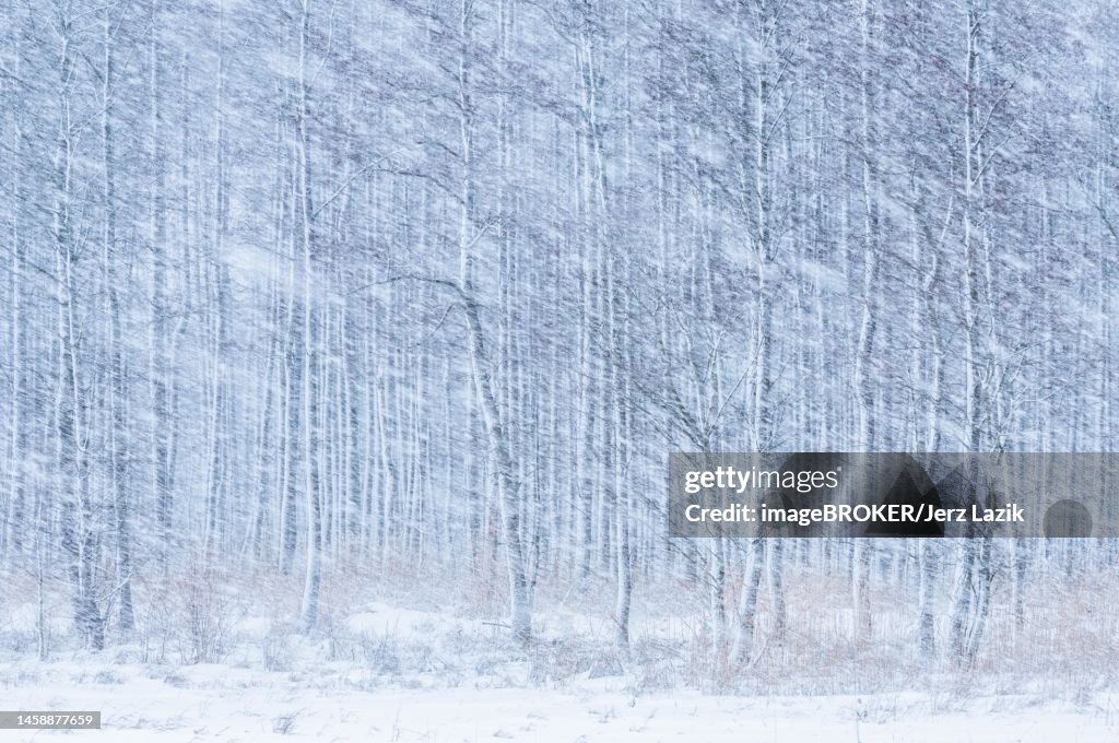 Snowfall, Masuria, Poland