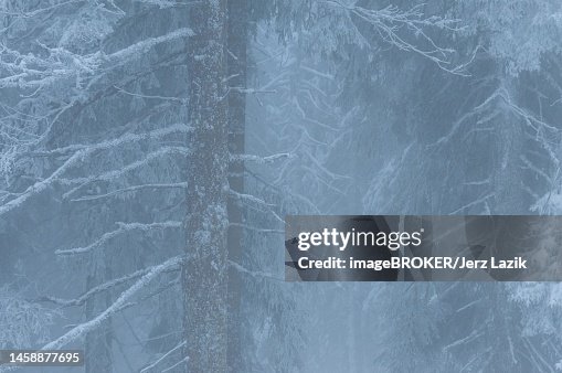 Misty Conditions Misty Conditions In Mountain Forest European Spruce Pilsko Beskidy ...