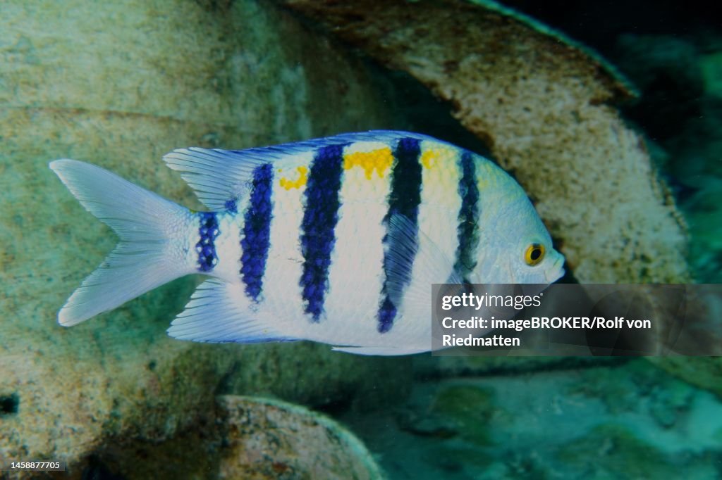 Indo-Pacific sergeant (Abudefduf vaigiensis) . Dive site Shaab Sharm, Egypt, Red Sea
