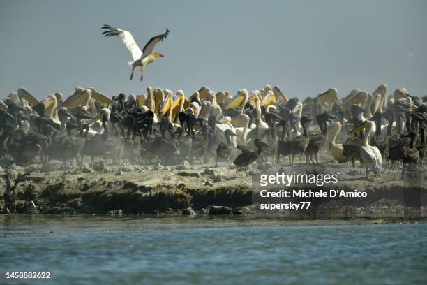 huge nesting place for great white pelicans (pelecanus onocrotalus) - pelicano imagens e fotografias de stock