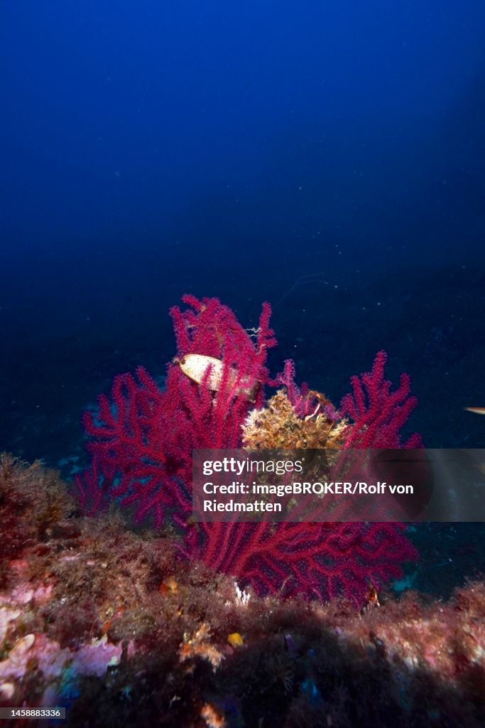 Violescent sea-whip (Paramuricea clavata) and egg capsule of nursehound (Scyliorhinus stellaris) in the Mediterranean Sea near Hyeres. Dive site Giens Peninsula, Cote dAzur, France