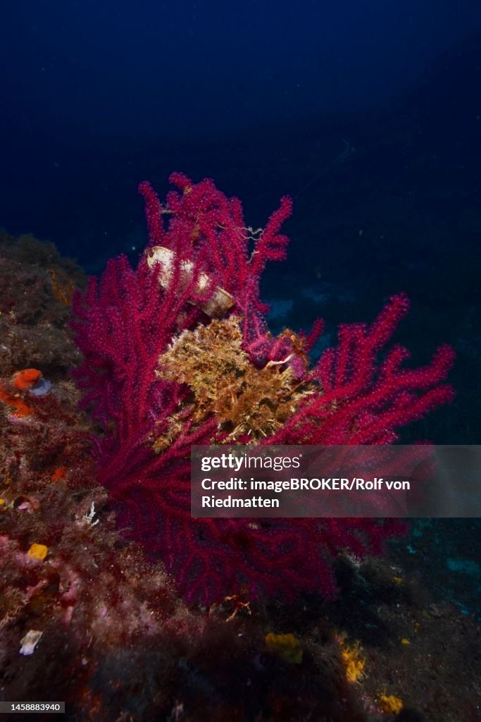 Violescent sea-whip (Paramuricea clavata) and egg capsule of nursehound (Scyliorhinus stellaris) in the Mediterranean Sea near Hyeres. Dive site Giens Peninsula, Cote dAzur, France