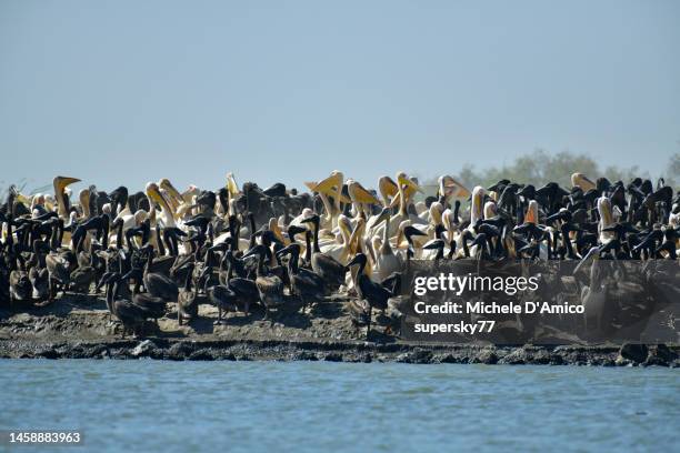 huge nesting place for great white pelicans (pelecanus onocrotalus) - pelicano imagens e fotografias de stock