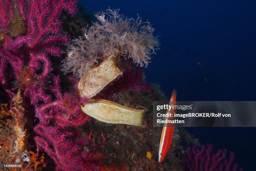 Two egg capsules of Spotted Catshark (Scyliorhinus stellaris) attached to violescent mediterranean rainbow wrasse (Coris julis) in the Mediterranean Sea near Hyeres. Dive site Giens Peninsula, Cote dAzur, France