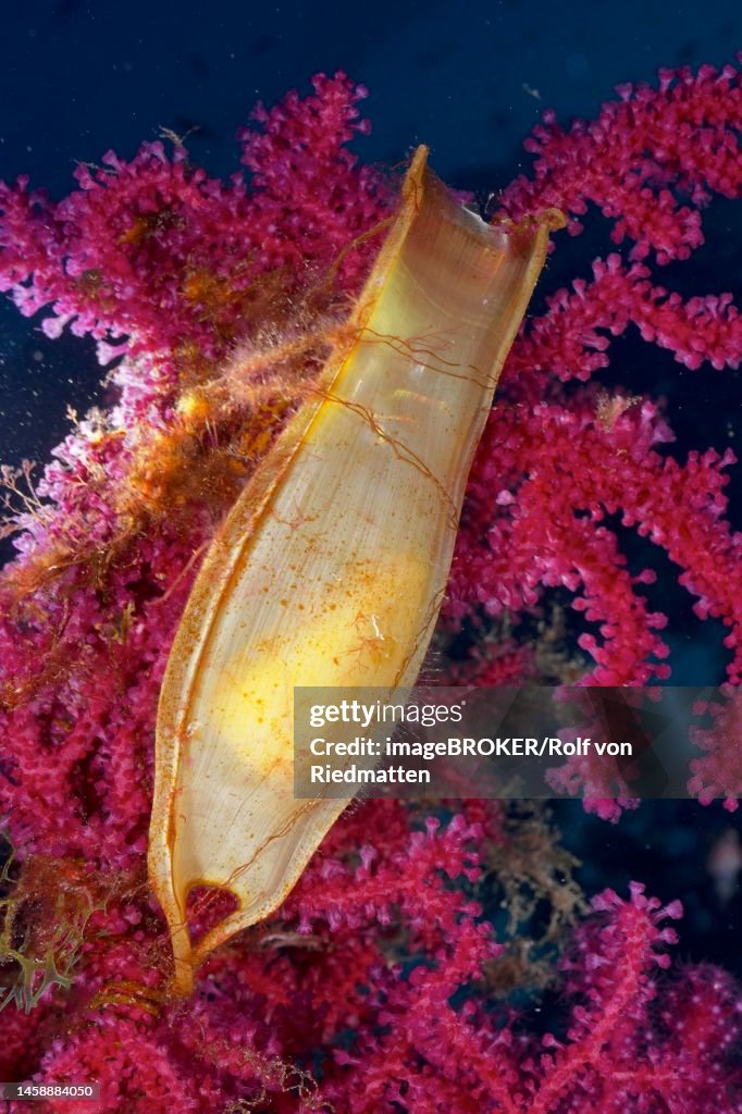 Egg capsule of nursehound (Scyliorhinus stellaris) attached to violescent sea-whip (Paramuricea clavata) in the Mediterranean Sea near Hyeres. Dive site Giens Peninsula, Cote dAzur, France