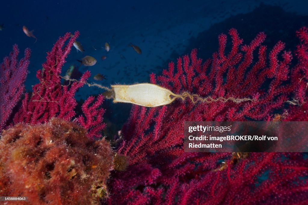 Egg capsule of nursehound (Scyliorhinus stellaris) attached to violescent sea-whip (Paramuricea clavata) in the Mediterranean Sea near Hyeres. Dive site Giens Peninsula, Cote dAzur, France