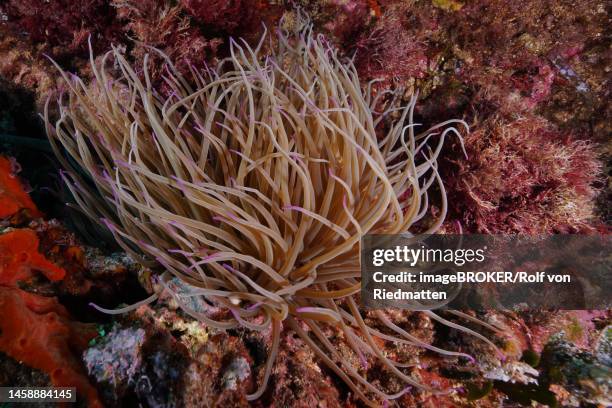 ilustraciones, imágenes clip art, dibujos animados e iconos de stock de opelet anemone (anemonia sulcata) in the mediterranean sea near hyeres. dive site giens peninsula, cote dazur, france - anemonia sulcata