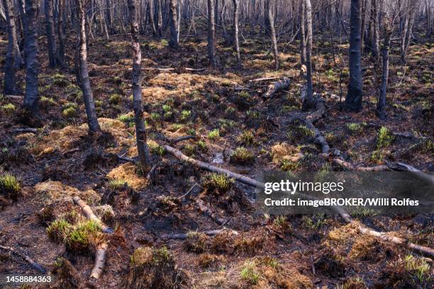 moor fire, moor, fire, goldenstedt, lower saxony, germany - bog stock pictures, royalty-free photos & images