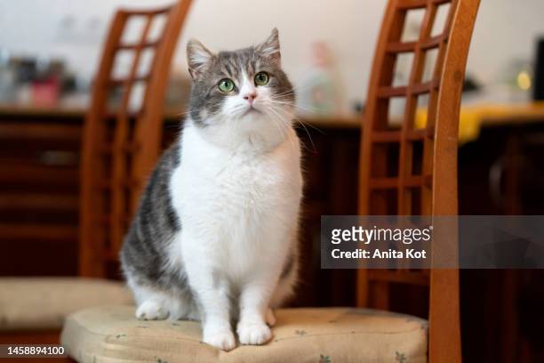 obese cat sits in a chair - vet with kitten stockfoto's en -beelden